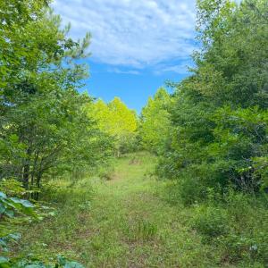 Photo #15 of Mountain Hall Road, Crewe, VA 96.3 acres