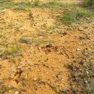 Photo #16 of Mountain Hall Road, Crewe, VA 96.3 acres