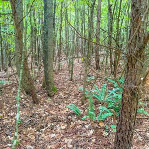 Photo #17 of Mountain Hall Road, Crewe, VA 96.3 acres