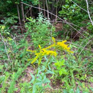 Photo #18 of Mountain Hall Road, Crewe, VA 96.3 acres