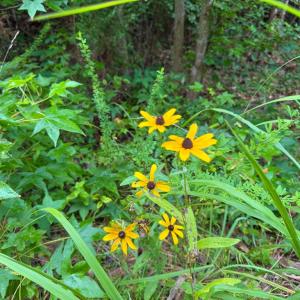 Photo #19 of Mountain Hall Road, Crewe, VA 96.3 acres