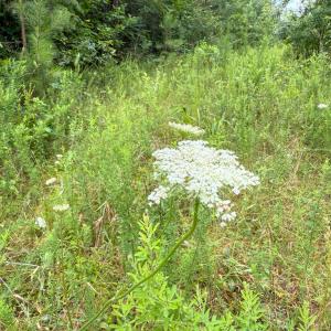 Photo #20 of Mountain Hall Road, Crewe, VA 96.3 acres