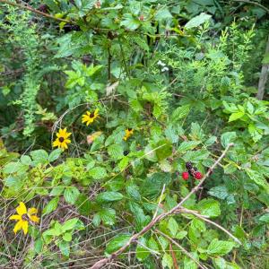 Photo #22 of Mountain Hall Road, Crewe, VA 96.3 acres