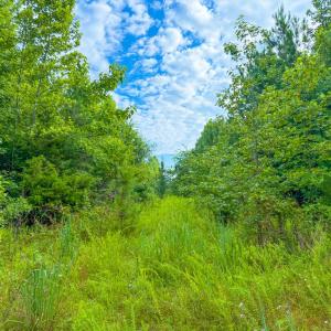 Photo #4 of Mountain Hall Road, Crewe, VA 96.3 acres