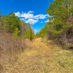 Photo #5 of Mountain Hall Road, Crewe, VA 96.3 acres