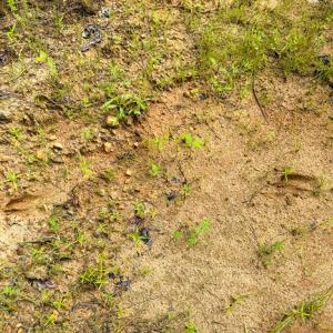 Photo #6 of Mountain Hall Road, Crewe, VA 96.3 acres