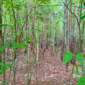 Photo #7 of Mountain Hall Road, Crewe, VA 96.3 acres