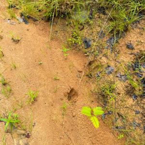 Photo #9 of Mountain Hall Road, Crewe, VA 96.3 acres
