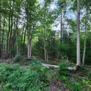 Photo #4 of 650 Schutt Rd, Burkeville, VA 9.5 acres