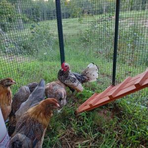 Photo #4 of Mountain Creek Road, Green Bay, VA 21.5 acres