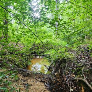 Photo #14 of Banton Shop Road, Dillwyn, VA 42.0 acres