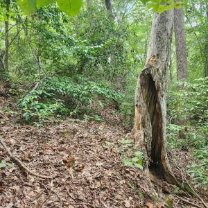 Photo #19 of Banton Shop Road, Dillwyn, VA 42.0 acres