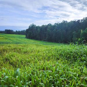 Photo #4 of Banton Shop Road, Dillwyn, VA 42.0 acres