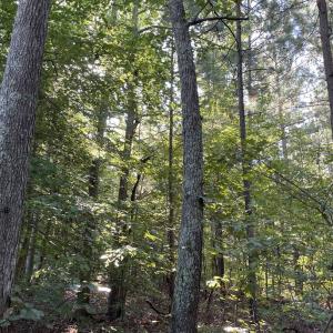 Photo #16 of Highway 58, Baskerville, VA 19.6 acres