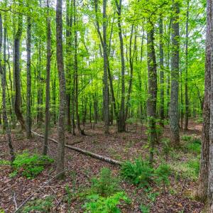 Photo #23 of 0 Atwell Lane, Keysville, VA 39.8 acres