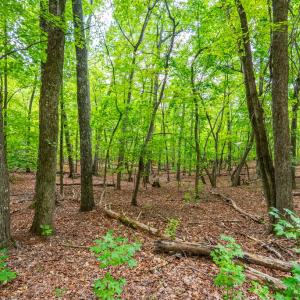 Photo #3 of 0 Atwell Lane, Keysville, VA 39.8 acres