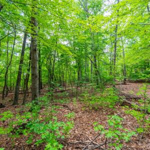 Photo #6 of 0 Atwell Lane, Keysville, VA 39.8 acres