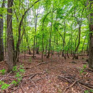 Photo #5 of 0 Atwell Lane, Keysville, VA 39.8 acres