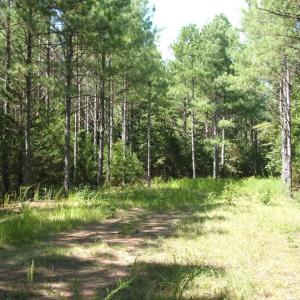 Photo #13 of 754 Firetower Road, Lunenburg, VA 129.7 acres