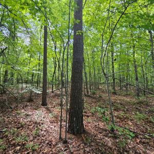 Photo #12 of 60 West James Anderson Hwy, Gladstone, VA 100.0 acres