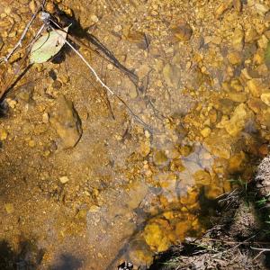 Photo #9 of 60 West James Anderson Hwy, Gladstone, VA 100.0 acres