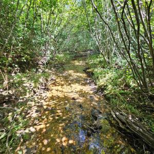 Photo #13 of 60 West James Anderson Hwy, Gladstone, VA 100.0 acres