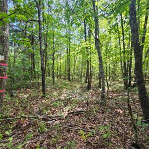 Photo #15 of 60 West James Anderson Hwy, Gladstone, VA 100.0 acres