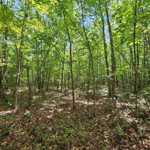 Photo #16 of 60 West James Anderson Hwy, Gladstone, VA 100.0 acres