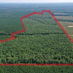 Massive Beach Tree over looking Creek