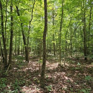 Photo #7 of 60 West James Anderson Hwy, Gladstone, VA 100.0 acres