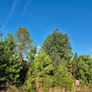 Photo #3 of Fort Drive, Pamplin, VA 3.2 acres