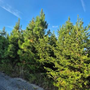 Photo #5 of Fort Drive, Pamplin, VA 3.2 acres