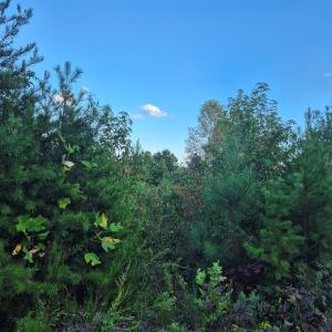 Photo #6 of Fort Drive, Pamplin, VA 3.2 acres