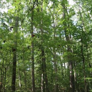 Photo #2 of 40 George Washington Hwy, Keysville, VA 76.2 acres