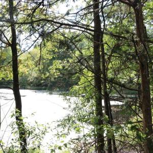 Photo #3 of 40 George Washington Hwy, Keysville, VA 76.2 acres