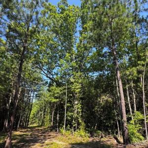 Photo #10 of 608 Old Shore RD, Blackstone, VA 23.2 acres