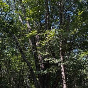 Photo #11 of 608 Old Shore RD, Blackstone, VA 23.2 acres