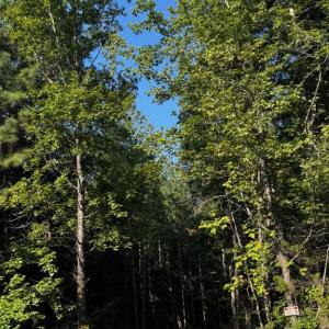 Photo #16 of 608 Old Shore RD, Blackstone, VA 23.2 acres