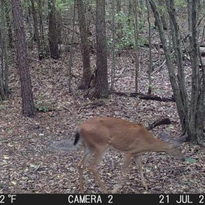 Photo #18 of 608 Old Shore RD, Blackstone, VA 23.2 acres