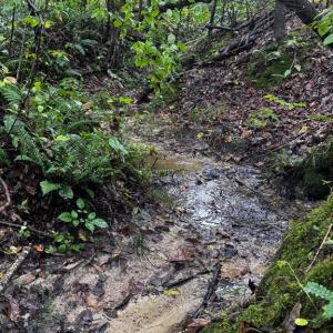 Photo #2 of 608 Old Shore RD, Blackstone, VA 23.2 acres