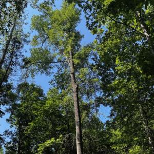Photo #3 of 608 Old Shore RD, Blackstone, VA 23.2 acres