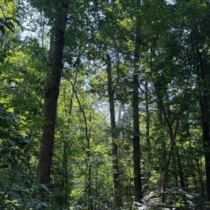 Photo #5 of 608 Old Shore RD, Blackstone, VA 23.2 acres