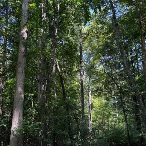 Photo #6 of 608 Old Shore RD, Blackstone, VA 23.2 acres