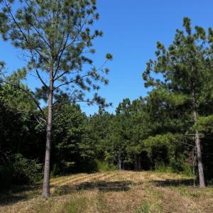 Photo #9 of 608 Old Shore RD, Blackstone, VA 23.2 acres