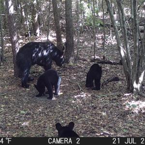 Photo #17 of 608 Old Shore RD, Blackstone, VA 23.2 acres