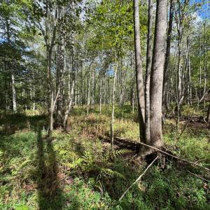 Photo #12 of Mountain Ridge Lane, Shipman, VA 9.3 acres