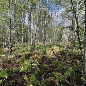 Photo #8 of Mountain Ridge Lane, Shipman, VA 9.3 acres