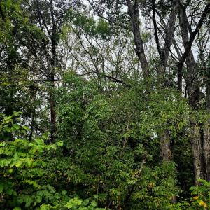 Photo #2 of Wildflower Lane, Dillwyn, VA 10.2 acres