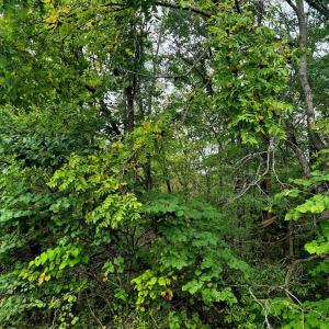 Photo #3 of Wildflower Lane, Dillwyn, VA 10.2 acres