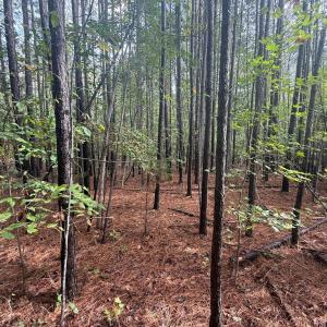 Photo #4 of Westpoint Stevens Rd, Drakes Branch, VA 13.5 acres